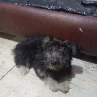 واگذاری توله ۶ماهه پامرتریر خرسی(نر)