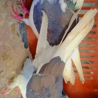 ۱جفت کبوتر آس و یه نر خال|پرنده|فاضل آباد, |دیوار