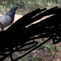 سبز ماده در حد کلافه