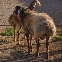 بره قوچ چینی درجه یک همه چی تمام