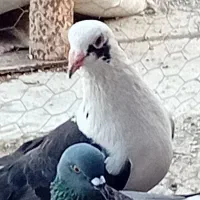 کبوتر