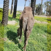 شتر ماده چاق خوب