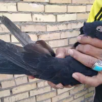 کفتر سرب|پرنده|امیدیه, |دیوار