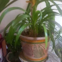 اشک ملکه ماده باردهی باگل زیبا با ۹عدد بچه