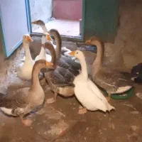 غازای طبیعی وکرچ شو|حیوانات مزرعه|مشگین شهر, |دیوار