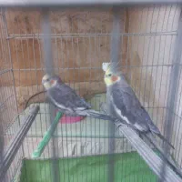 عروس هلندی