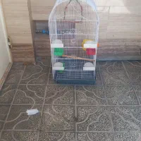 عروس هلندی مولد|پرنده|آبدانان, |دیوار