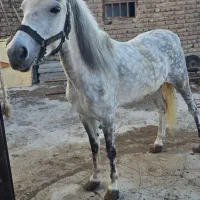 اسب کرد مادیان شکم طلا ۵ساله
