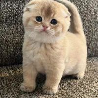 گربه|گربه|تهران, اختیاریه|دیوار