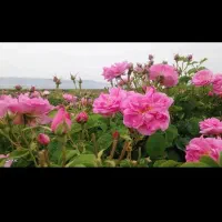 فروش گل محمدی تازه جهت گلابگیری ارسال رایگان