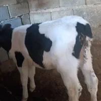 گوساله نر ۲ ماه|حیوانات مزرعه|مرودشت, مجد آباد|دیوار