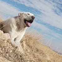 سگ عراقی|سگ|ایجرود, |دیوار