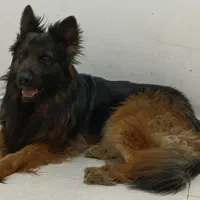 سگ ژرمین شپرد کینگ