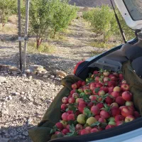 فروش باغ سیب|فروش زمین و ملک کلنگی|هفدر, |دیوار