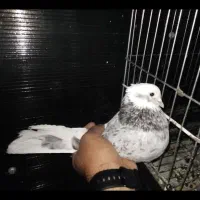 کفتر کبوتر سورو شازده هما کاکلی|پرنده|ری, فیروزآبادی|دیوار