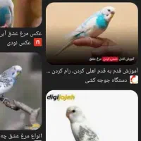 مرغ عشق دستی