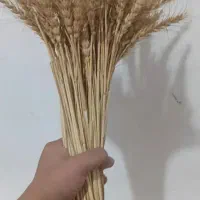 خوشه گندم