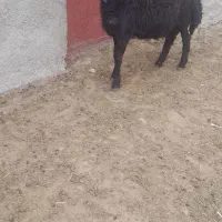 برح