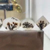 بارخونه شجر قائن
