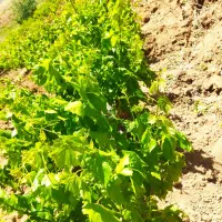 اکیب انگور چینی لوبیا چینی سیب چینی خیار گوجه و..