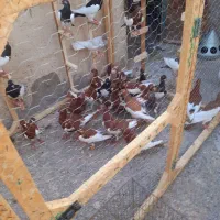 کفتر|پرنده|مشهد, کوه سنگی|دیوار