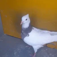 کفتر یا کبوتر طوقی|پرنده|مبارکه, |دیوار