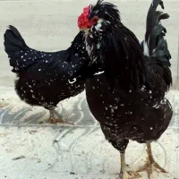 جوجه خروس گلین فول ریش
