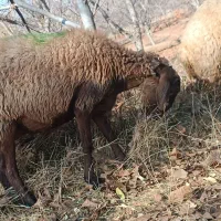 فروش به علت نداشتن جا