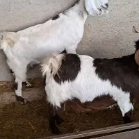 فروش بزآبستن|حیوانات مزرعه|طسوج, |دیوار