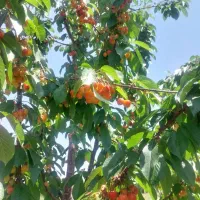 فروش باغ میوه|فروش زمین و ملک کلنگی|بلداجی, |دیوار