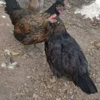 ۲ عددمرغ رسمی تخم گذار