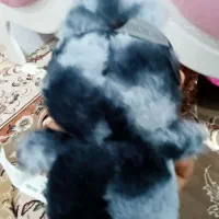 لبوبوسیکلت زیر قیمت