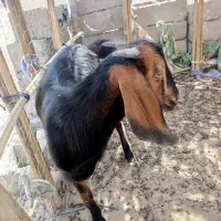 گوسفند