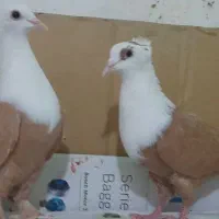 کبوتر کلاغ کربلایی زرد کاکلی زیبا