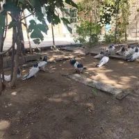 کبوتر قطع|پرنده|شاهین دژ, |دیوار