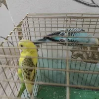 یک جفت مرغ عشق با قفس