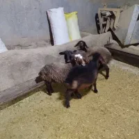 بره|حیوانات مزرعه|ساروق, |دیوار