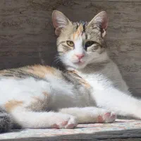 واگذاری گربه