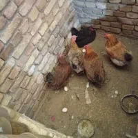 مرغ روستایی تخم گذار