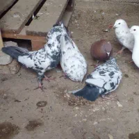 ۳جفت کفتر نرو ماده سلامت