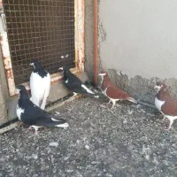 خوشرنگ، شستی، رنگی