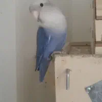 طوطی برزیلی|پرنده|فردیس, دهکده|دیوار