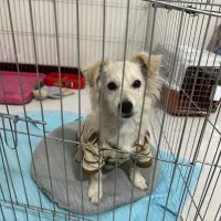 پامر اشپیتز میکس ۸ماهه نر