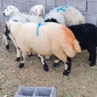 گوسفند بره کره چاق محلی جوخوار