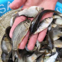 کپور امور اصلاح نژاد شده تاتار|ماهی|همدان, |دیوار