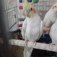 جوجه عروس هلندی