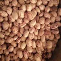 فروش حبوبات عسل کشمش برنج وخرده فجر باکیفیت