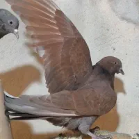 کبوتر رفتنی جوجه حبش