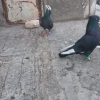 دو تا گرفتنی|پرنده|تربت‌حیدریه, ۴۵ متری|دیوار