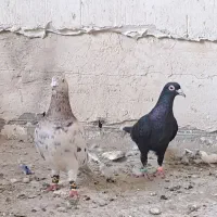 نرو ماده کله هما وزاغ کرمونی